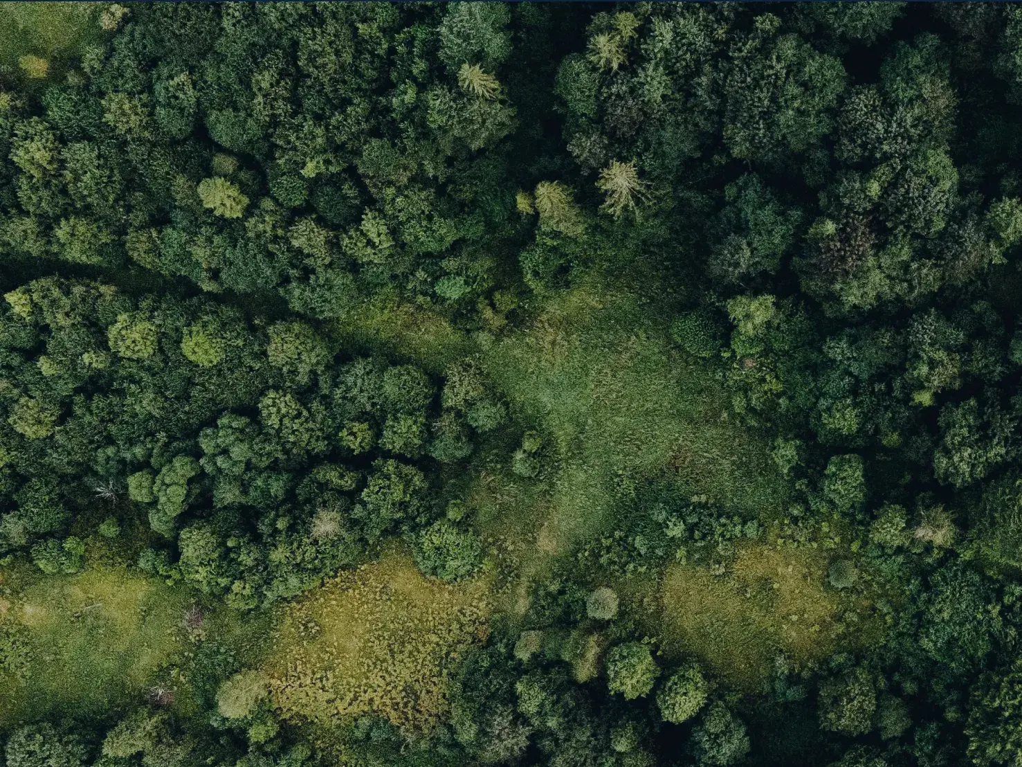 Forest II